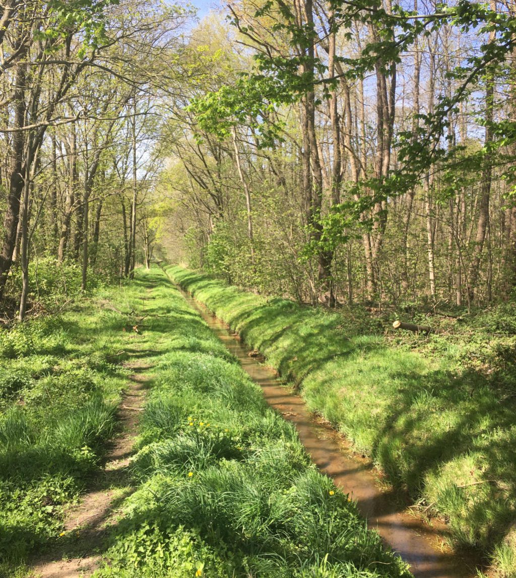 weg im Wald